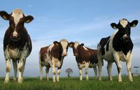 BoerVeilig Alert: inspecties rund- en melkveebedrijven